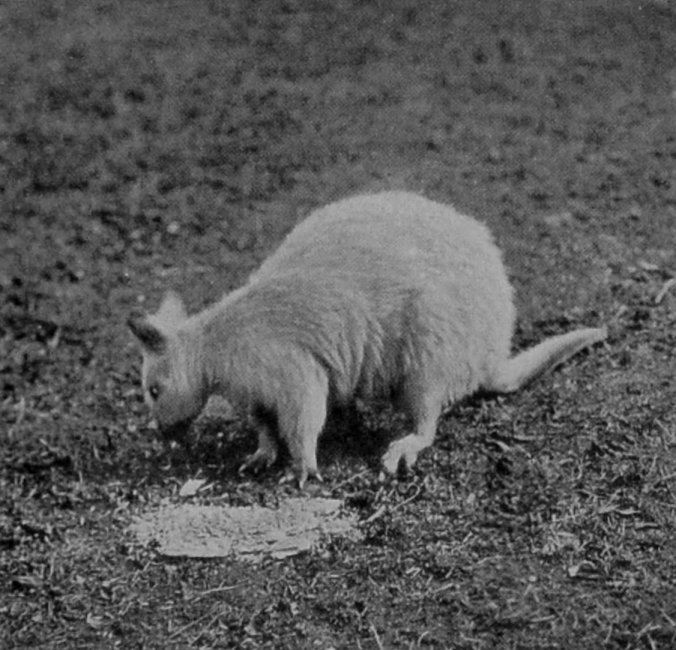ALBINO RED-BELLIED WALLABY.