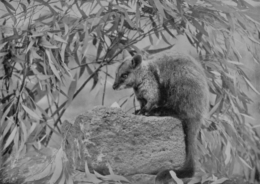 ROCK-WALLABY.