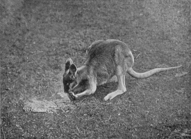 PARRY'S WALLABY.