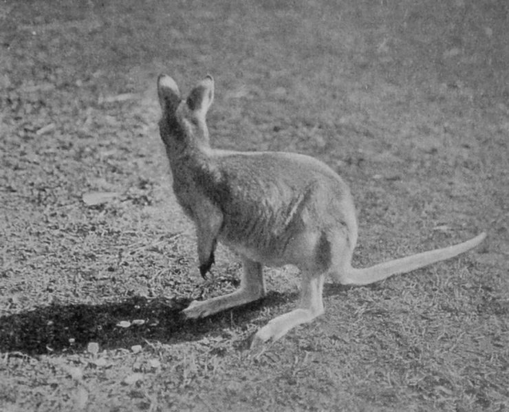 PARRY'S WALLABY.