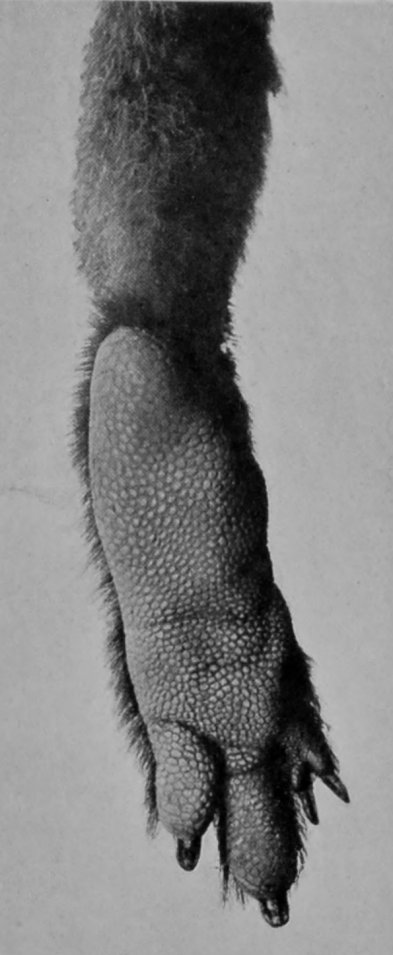 FOOT OF TREE-KANGAROO.