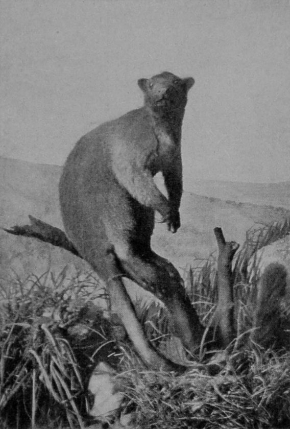 BROWN TREE-KANGAROO.
