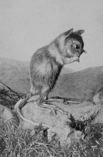 RAT-KANGAROO FROM NEW SOUTH WALES.
