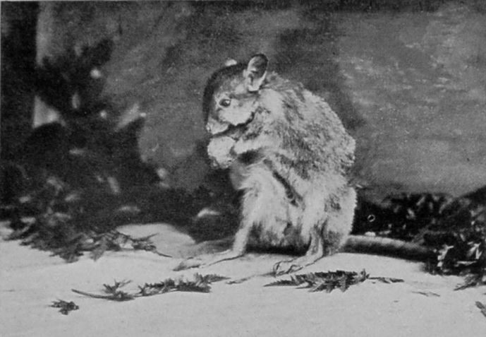 GAIMARD'S RAT-KANGAROO.