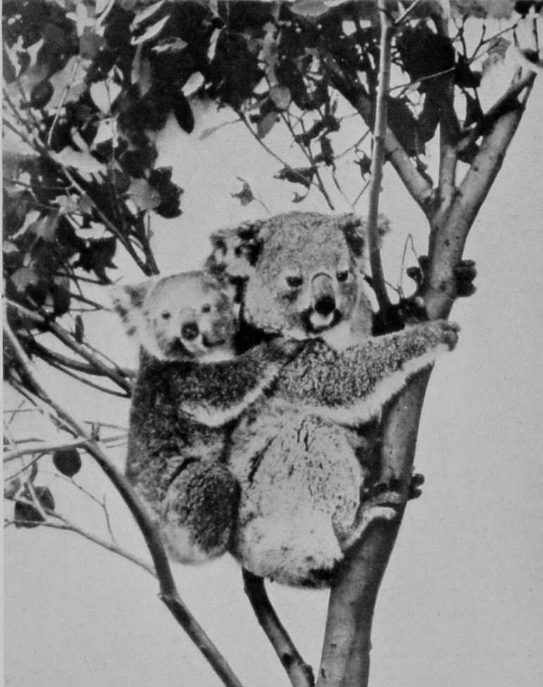 KOALA, OR AUSTRALIAN NATIVE BEAR AND     CUB.