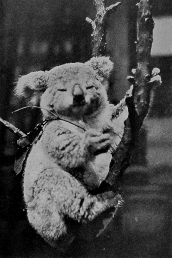 KOALA, OR AUSTRALIAN NATIVE BEAR.
