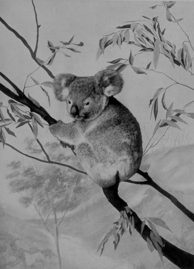 KOALA, OR AUSTRALIAN NATIVE BEAR.