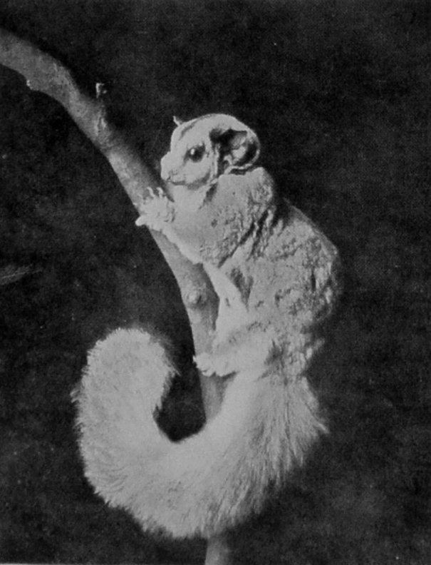 SQUIRREL-LIKE FLYING-PHALANGER OF     VICTORIA.