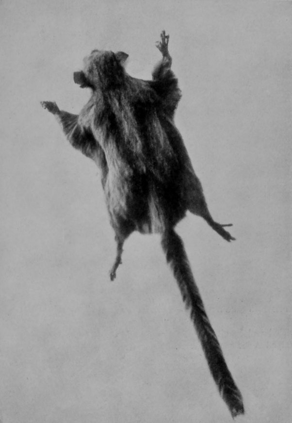 PYGMY FLYING-PHALANGER.