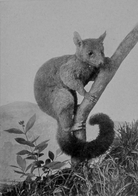 COMMON GREY OPOSSUM, OR PHALANGER.