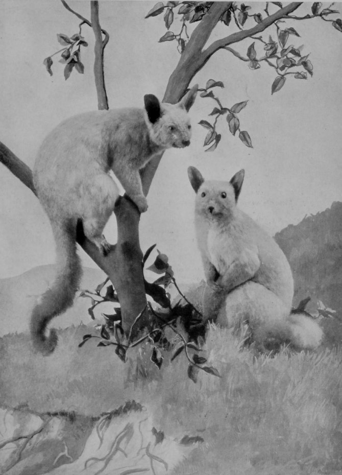 AUSTRALIAN GREY OPOSSUM, OR PHALANGER.