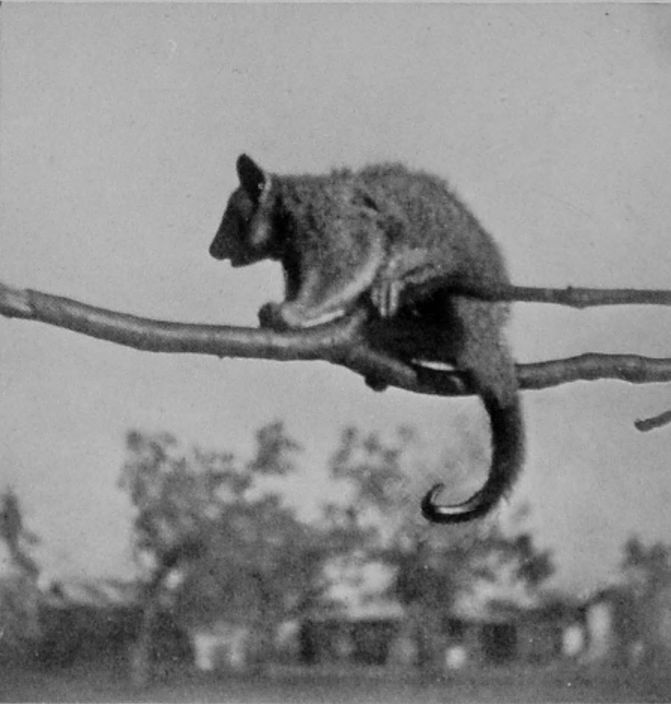 PROFILE VIEW OF GREY OPOSSUM, OR     PHALANGER.