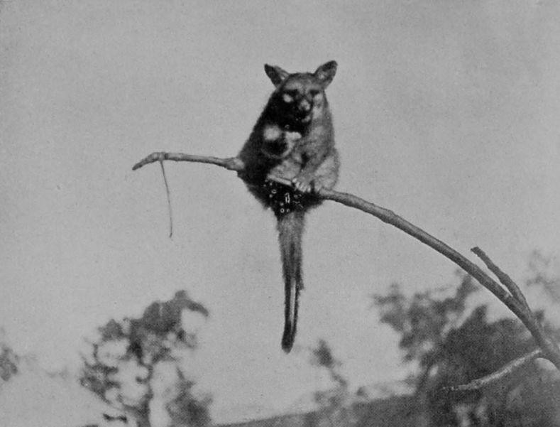 FRONT VIEW OF GREY OPOSSUM, OR     PHALANGER.