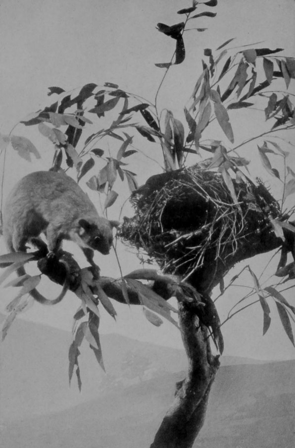 RING-TAILED OPOSSUM, OR PHALANGER, AND     NEST.