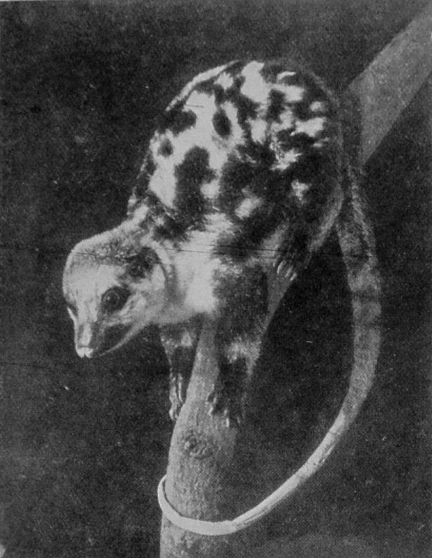 SPOTTED CUSCUS.
