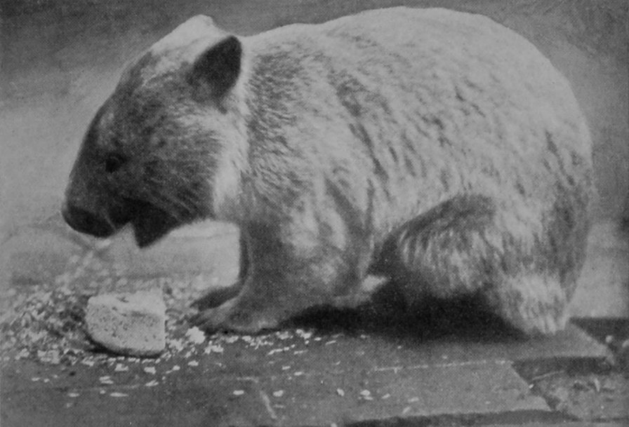 COMMON WOMBAT.