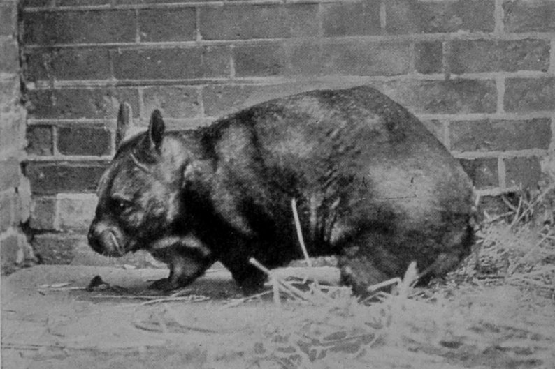 HAIRY-NOSED WOMBAT.
