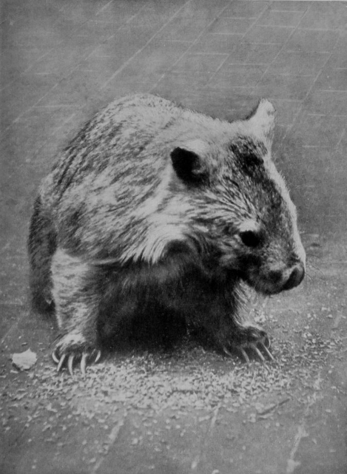 COMMON WOMBAT.