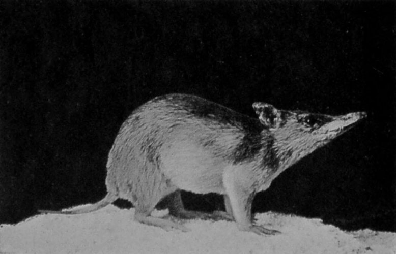 LONG-NOSED AUSTRALIAN BANDICOOT.