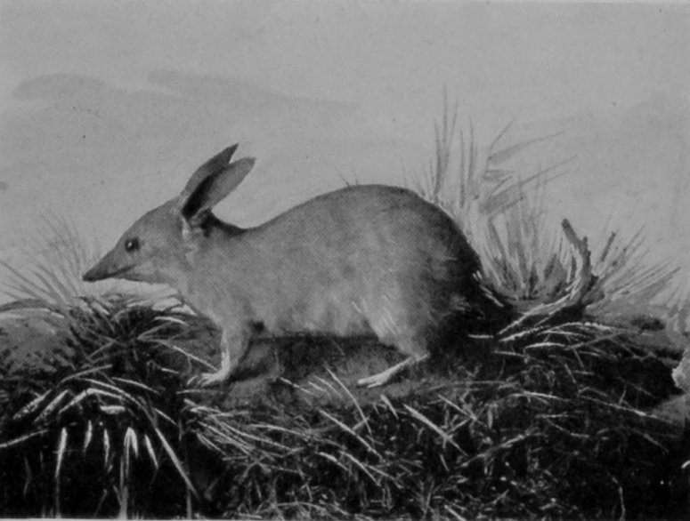 RABBIT-BANDICOOT.