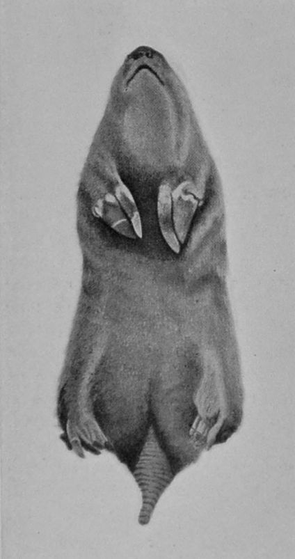 UNDER SURFACE OF POUCHED MOLE.