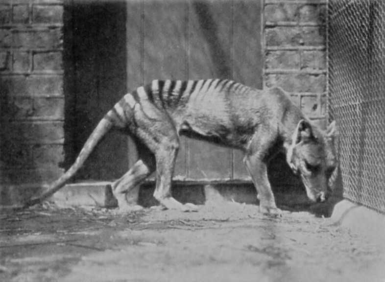 TASMANIAN WOLF.