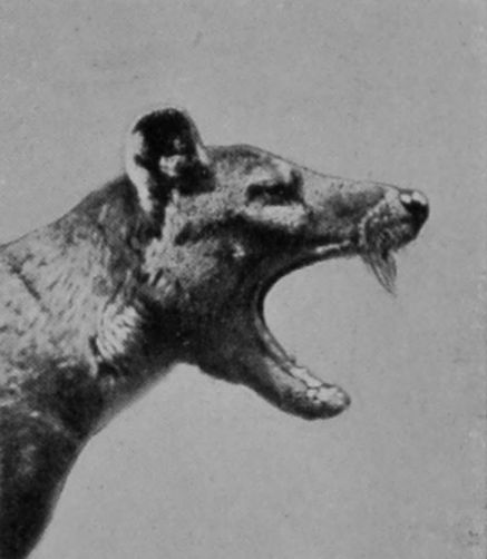TASMANIAN WOLF.