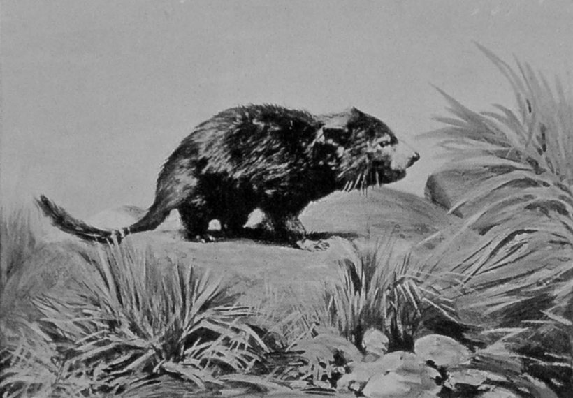 TASMANIAN DEVIL.