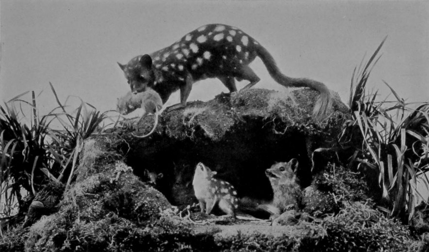 SPOTTED DASYURES, OR AUSTRALIAN NATIVE     CATS.