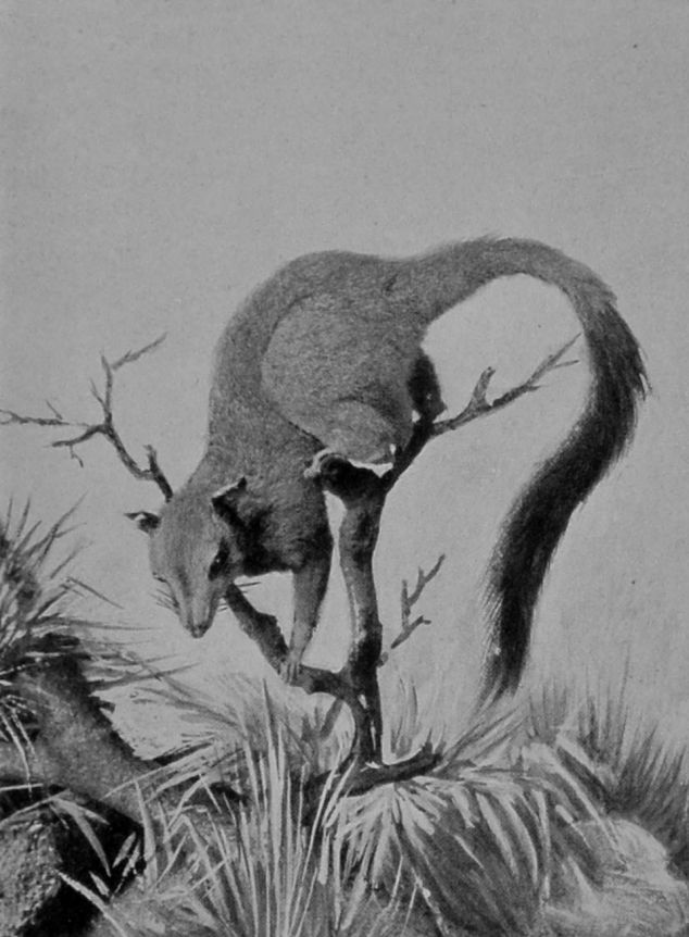 BRUSH-TAILED POUCHED MOUSE, OR     PHASCOGALE.