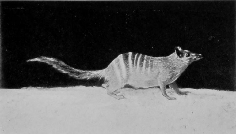 BANDED ANT-EATER.