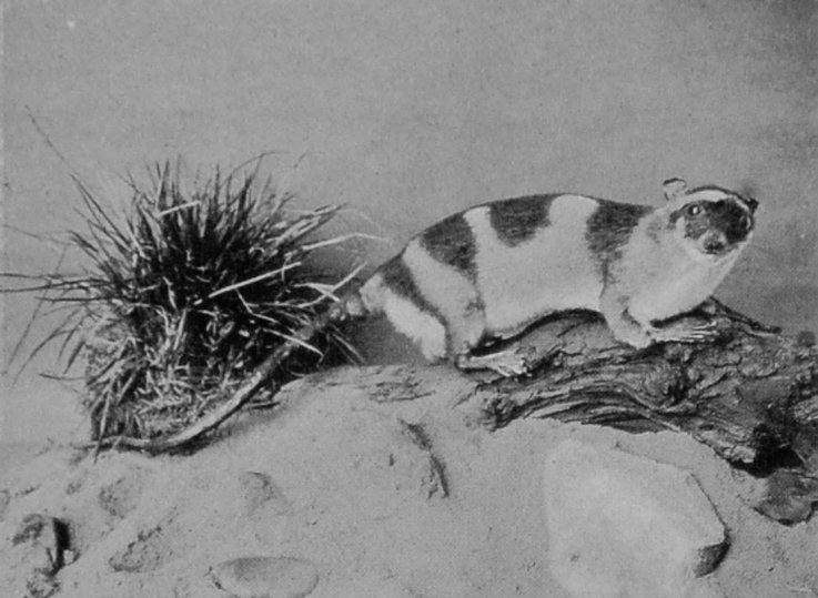 YAPOCK, OR WATER-OPOSSUM.