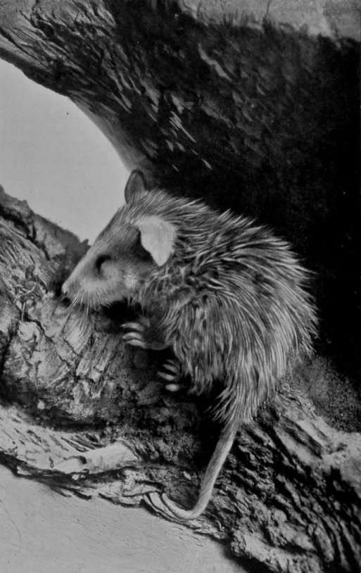YOUNG OPOSSUM (NATURAL SIZE).