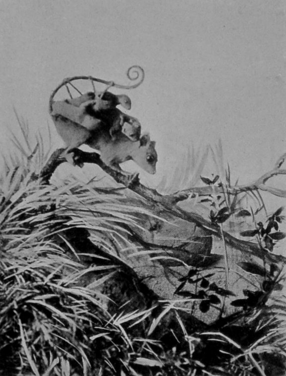 WOOLLY AMERICAN OPOSSUM.