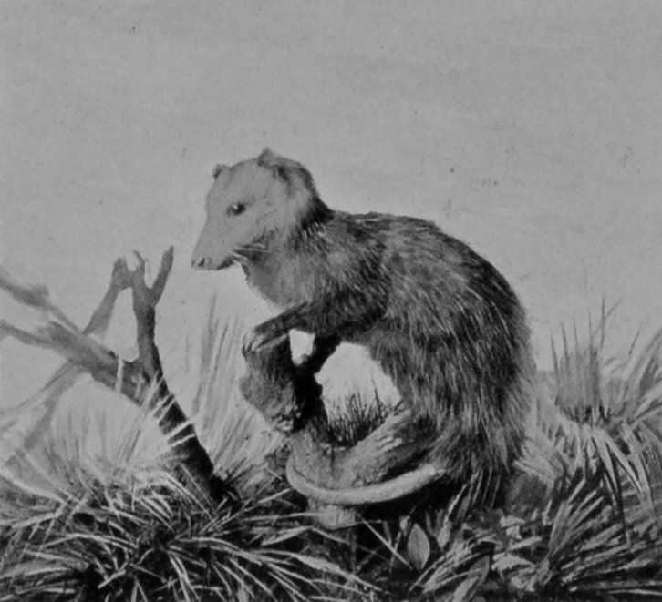 COMMON OR VIRGINIAN OPOSSUM.