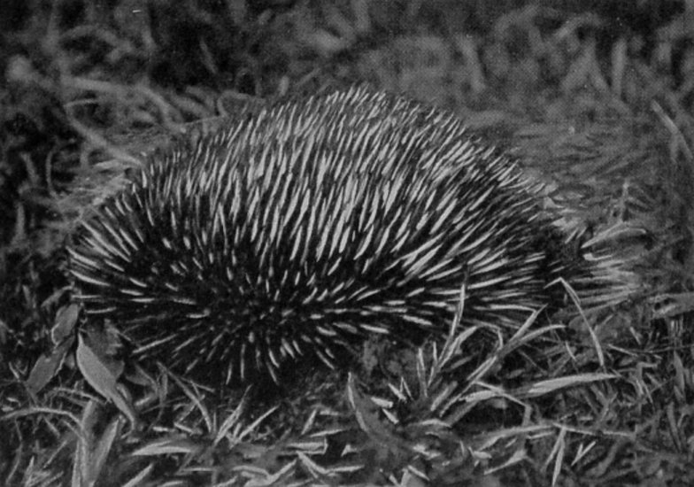ECHIDNA, OR ANT-EATING PORCUPINE.