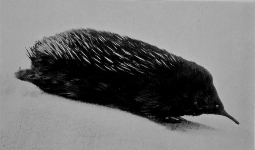 TASMANIAN ECHIDNA, OR PORCUPINE     ANT-EATER.