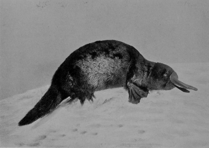 DUCK-BILLED PLATYPUS.