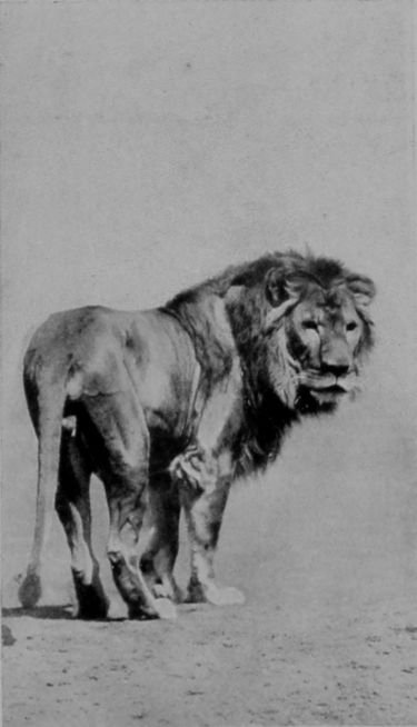 lion