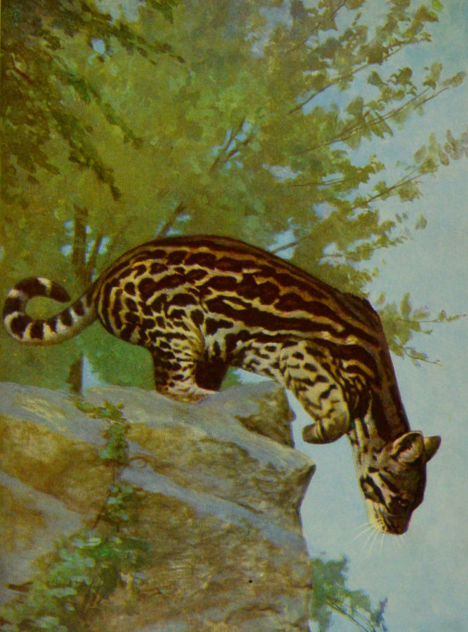 OCELOT FROM CENTRAL AMERICA.