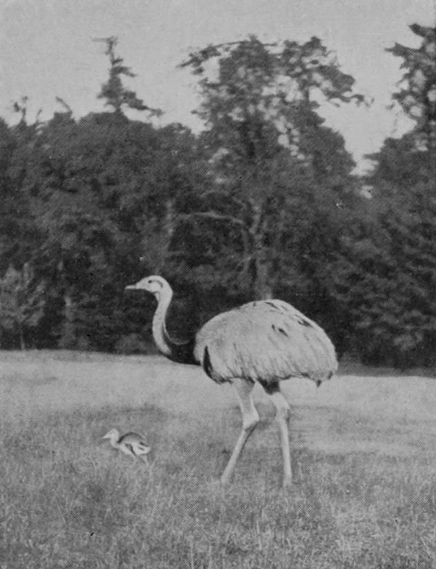 RHEA AND YOUNG.