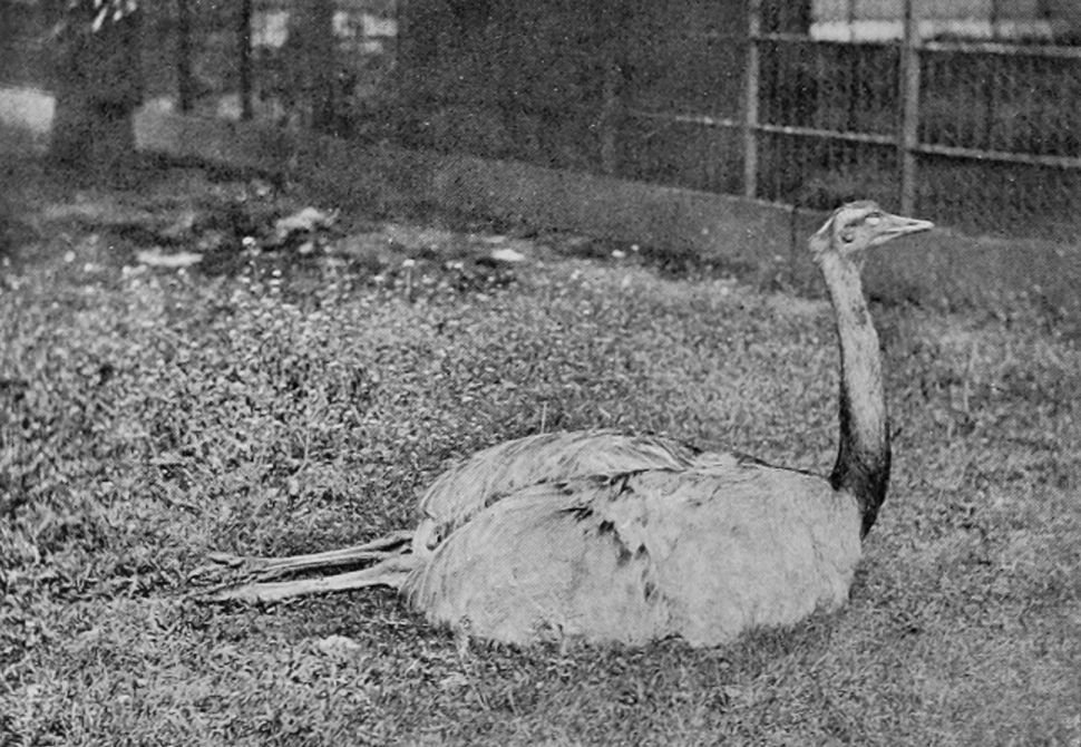 RHEA LYING DOWN.