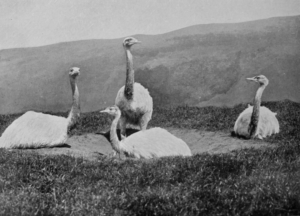 WHITE RHEAS.
