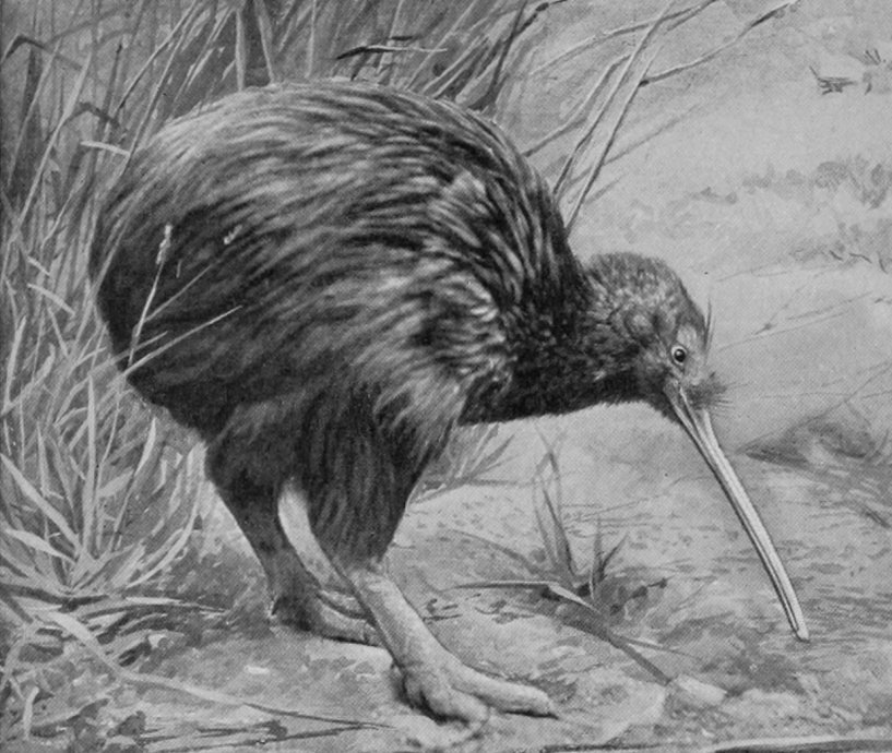 MANTELL'S KIWI, NEW ZEALAND, NORTH     ISLAND.