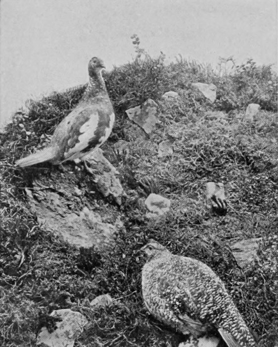 PTARMIGAN.