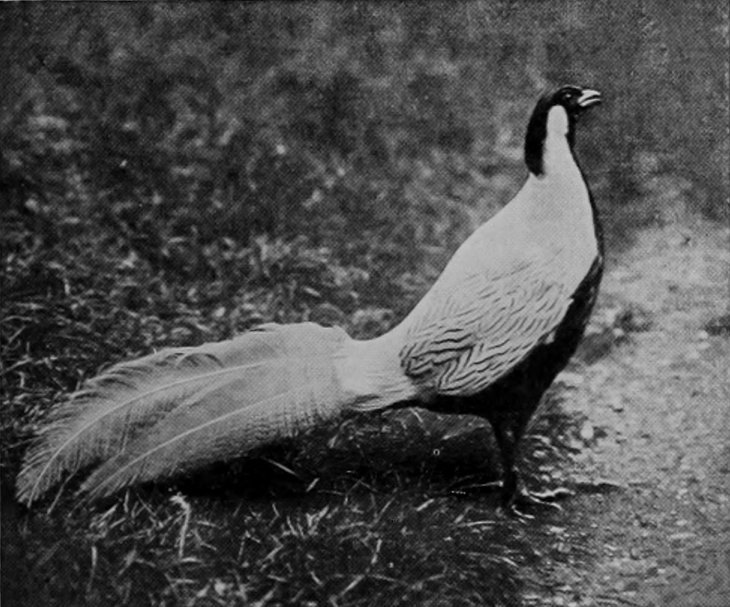 SILVER PHEASANT.