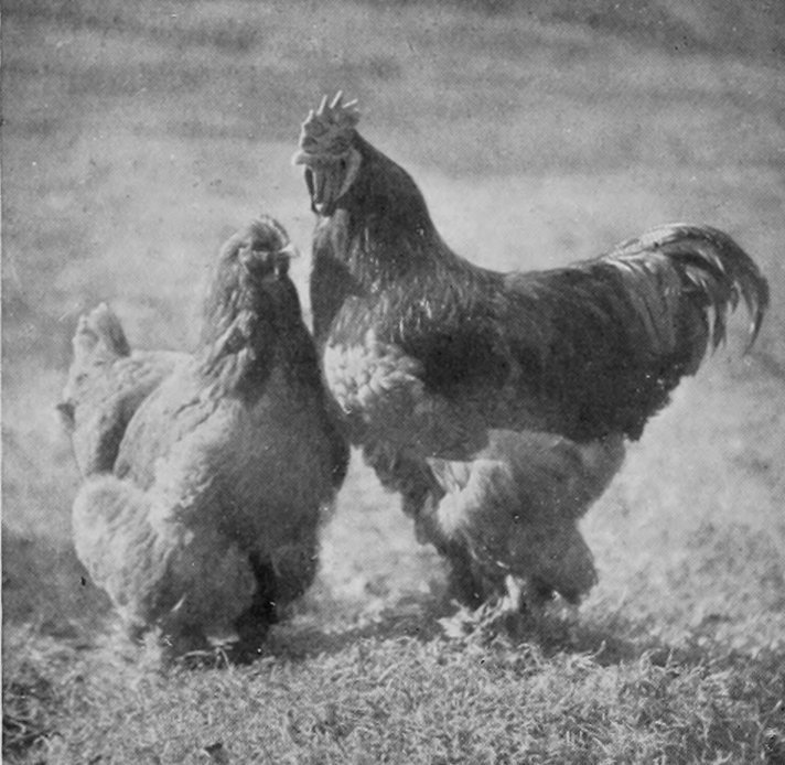RED COCHINS.