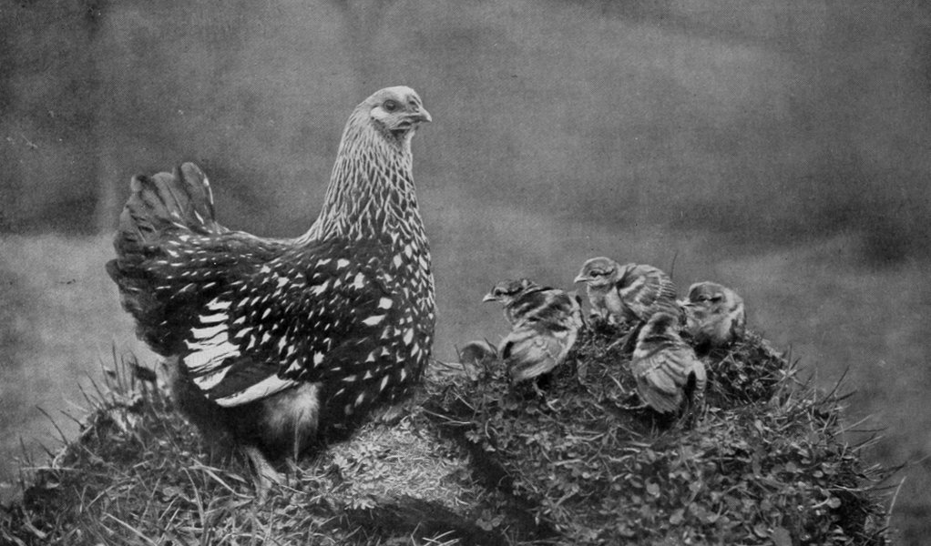 SILVER WYANDOTTE HEN WITH PHEASANT     CHICKS.