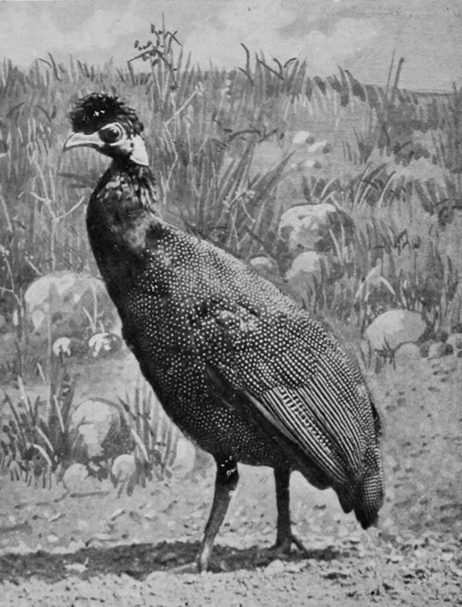 BLACK-CHESTED CRESTED GUINEA-FOWL.