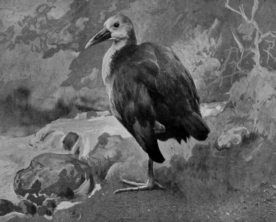 WEKA-RAIL.